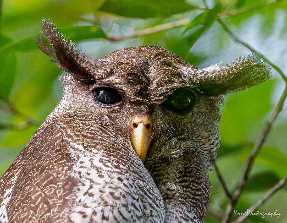 TheBatBotLab's tweet photo. Looking like a branch and acting like a raptor🌳😎: Barred eagle-owl (Ketupa sumatrana) combines cryptic plumage with powerful talons - a classic ambush-predator strategy🦉📚. Photo: Daniel Yong. #Biodiversity #Wildlife #Birds #Birding #WildlifePhotography #NaturePhotography https://t.co/TiAxHbyACD