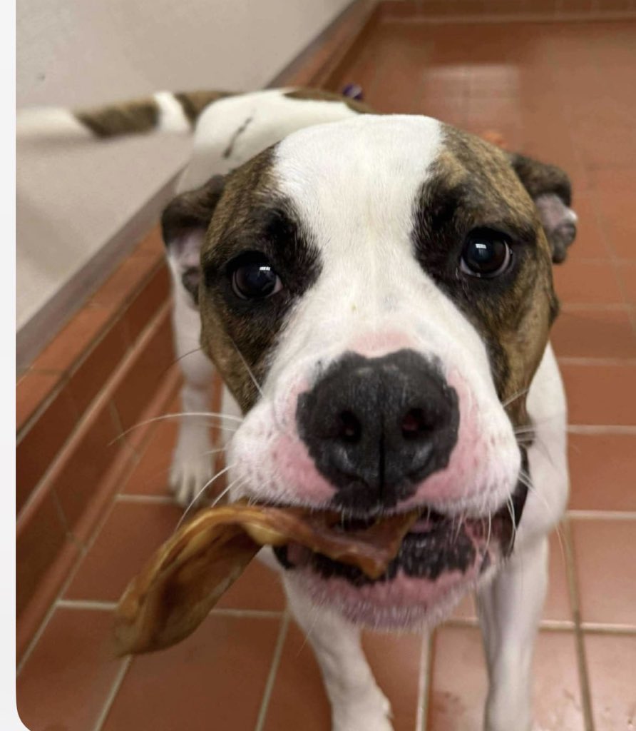 karen73984451's tweet photo. #forgottensoulshour
Plz RT and help gorgeous girlie #River find a loving home #TeamZay @ScottishSPCA https://t.co/8Y3lXnJaSR
