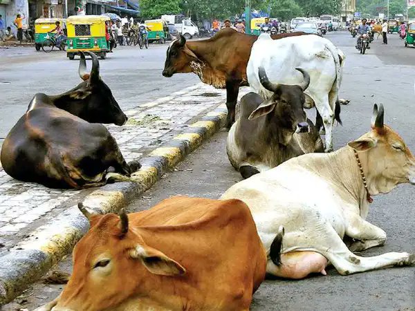krantimohan6666's tweet photo. Millions of stray cattle remain on roads, risking lives and facing illegal slaughter. The gov. has programs like Rashtriya Gokul Mission, but we need stricter highway rescues and better funded shelters now! Protect our animals and citizens. @narendramodi @Min_FAHD https://t.co/6ADlMiGvcx