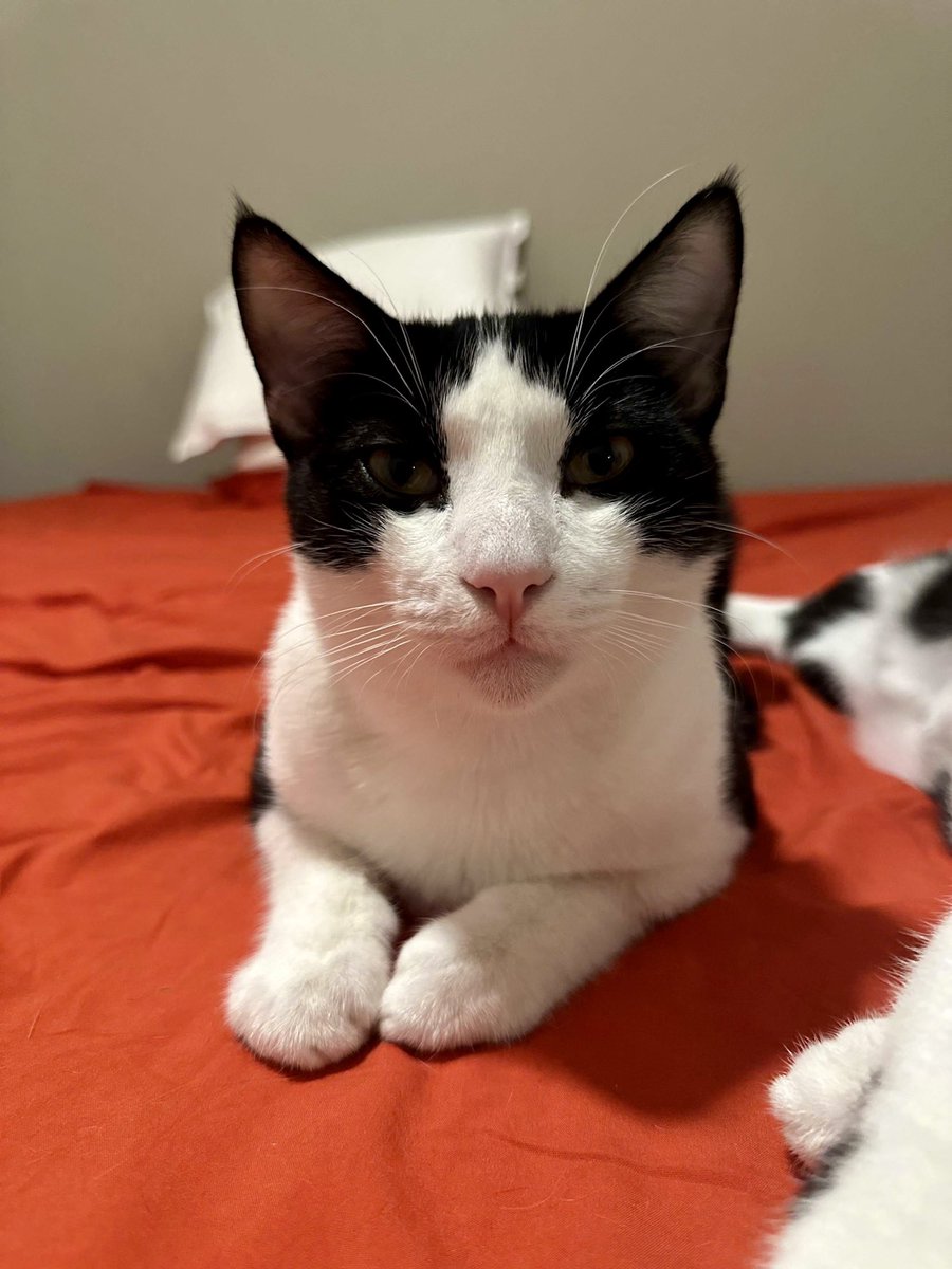 TheCatsMeowInc's tweet photo. Please share to help 2yo Bryony find a #foreverhome in #LosAngeles - he’s been waiting more than a year!

This loving guy is a wonderful companion😻

Check out his bio for adoption details

#forgottensoulshour #XCats #CatsofX #AdoptDontShop #catsoftwitter https://t.co/1TB63C2Ux0