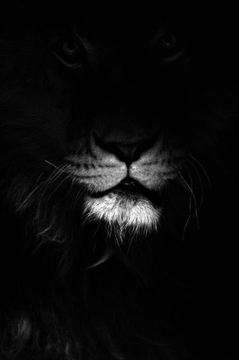TheLionPage's tweet photo. The Lion steals things after the party is over before he leaves https://t.co/bJnWboocN3