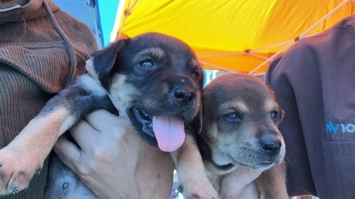 Guezzzt's tweet photo. 6 Cachorros fueron rescatados, pero no tienen un hogar.

SI deseas adoptar a uno o conoces un refugio para mascotas por favor comuníquense al siguiente número telefónico 

+58 412‑6310510

POR FAVOR DIFUNDIR 🙏 https://t.co/hSvIycJixJ