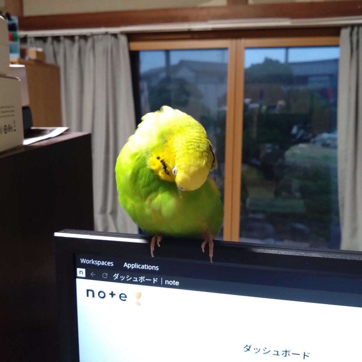 arakan79937's tweet photo. お気に入りの場所（モニターの上）で、全力で羽づくろいするぐーちゃん🦜。この「もふもふ」と、一生懸命な姿がたまらなく愛おしい。鳥好きの皆さん、この可愛さ分かりますか？✨

#セキセイインコ #インコ #もふもふ #鳥好きさんと繋がりたい https://t.co/yu5dxKvxa9