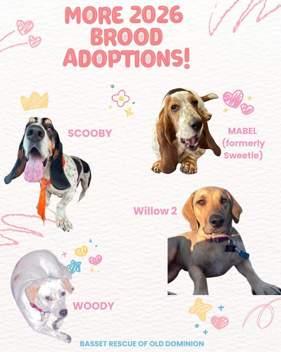 BROODva's tweet photo. Congratulations to Scooby, Mabel (formerly Sweetie), Woody &amp; Willow 2 for finding your furever home!!!!  We look forward to seeing you thrive with your new families!  

#Bassetrescue #BROODVA #nothingbetterthanabasset #rescuebasset #dmvdogs https://t.co/wV6TJdB1rC