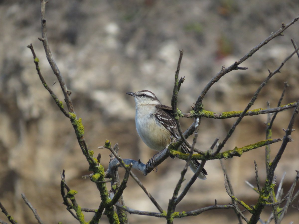 juane15's tweet photo. #Taxojueves de #Mimidae
Calandria grande (Mimus saturninus)
Calandria real (Mimus triurus)
Y el cuarto no sé si es mora (si alguien me ayuda https://t.co/X5slbrwYuF