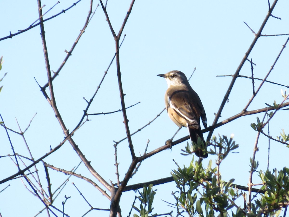 juane15's tweet photo. #Taxojueves de #Mimidae
Calandria grande (Mimus saturninus)
Calandria real (Mimus triurus)
Y el cuarto no sé si es mora (si alguien me ayuda https://t.co/X5slbrwYuF