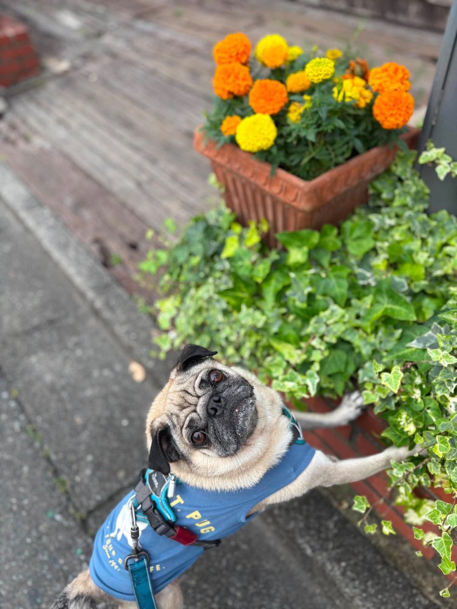 Dull_PUG's tweet photo. おはパグ〜！
さぁ金曜日だぁー！今日頑張れば休みだね！そうじゃない方もゆるっとふぁいてぃん〜 https://t.co/5LWZuPwqum