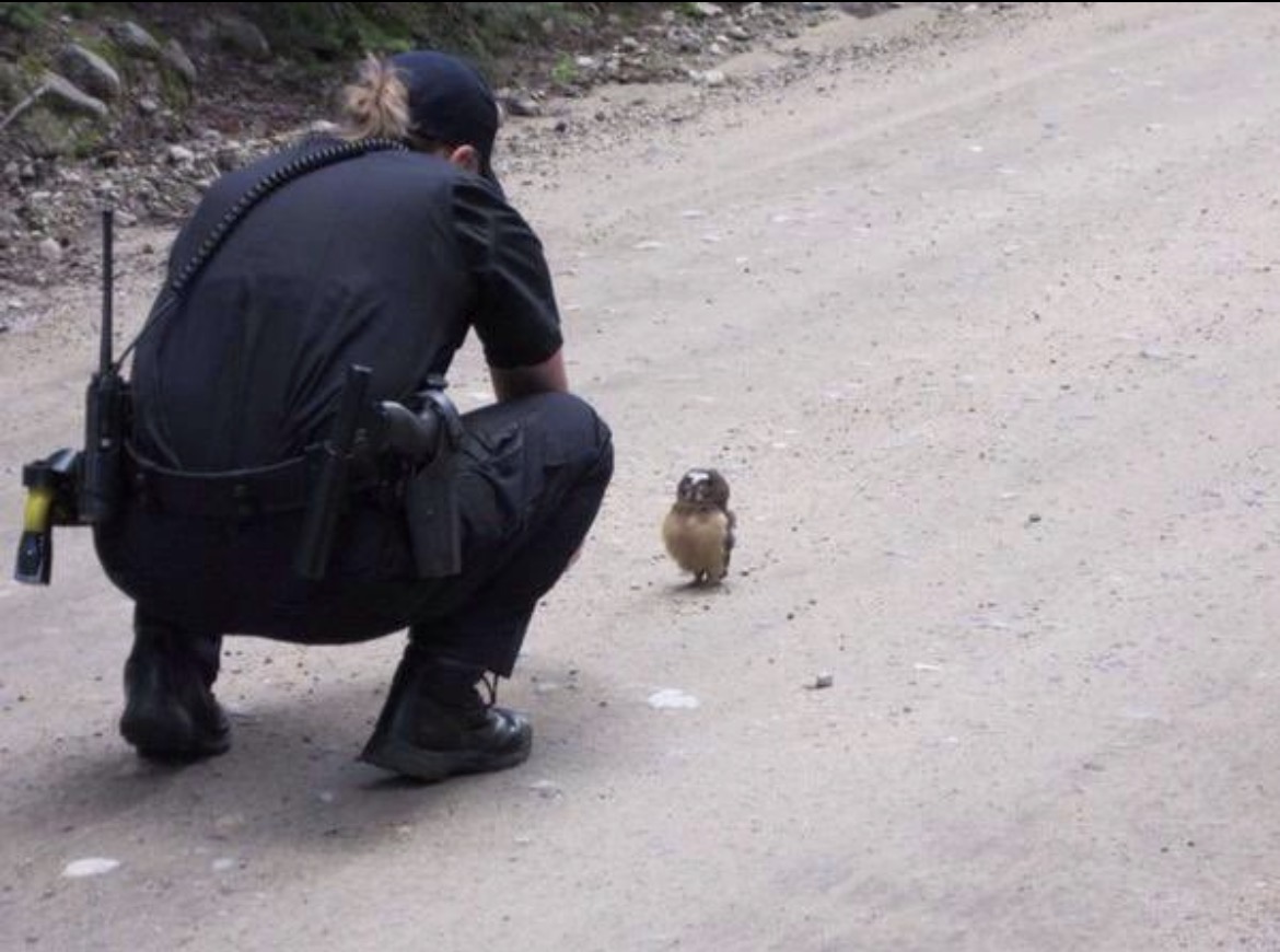 animal_kyawa_'s tweet photo. 警察に事情聴取されてる
フク���ウの赤ちゃん https://t.co/33P1AmSKEJ