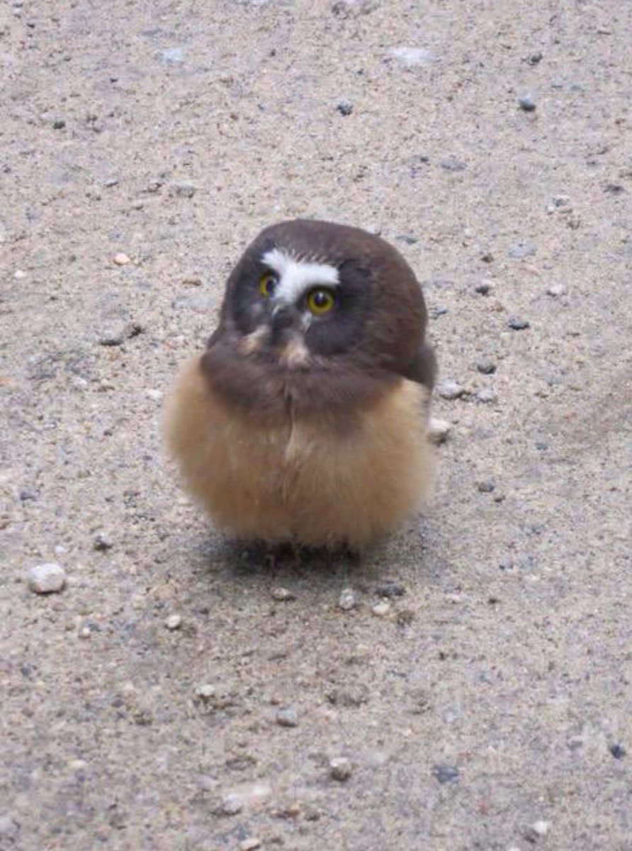 animal_kyawa_'s tweet photo. 警察に事情聴取されてる
フク���ウの赤ちゃん https://t.co/33P1AmSKEJ