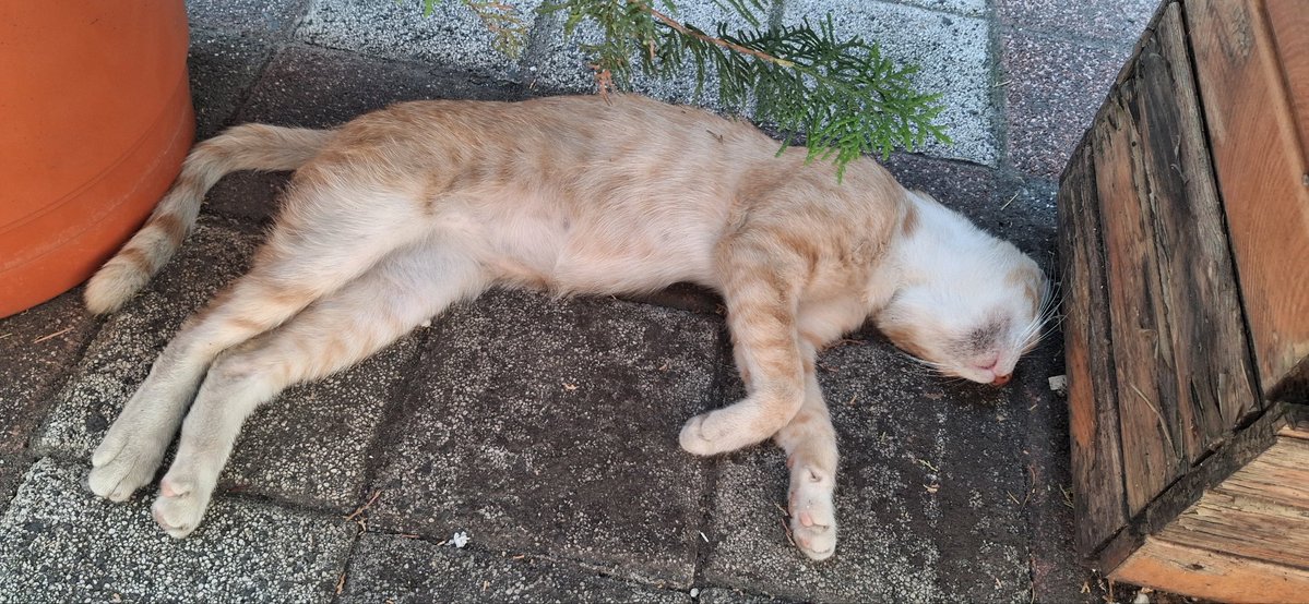Shrap1103's tweet photo. 🐾

Sessizliğin en güzel hâli...😴😴 https://t.co/wrX7LYcYb4