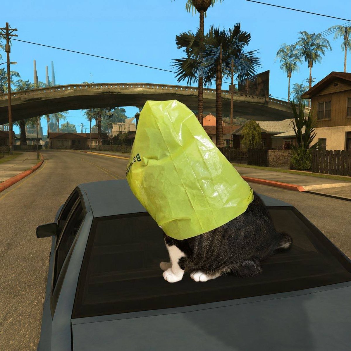 catwifbagcoin's tweet photo. Catwifbag on a car https://t.co/88FAbeCRl3