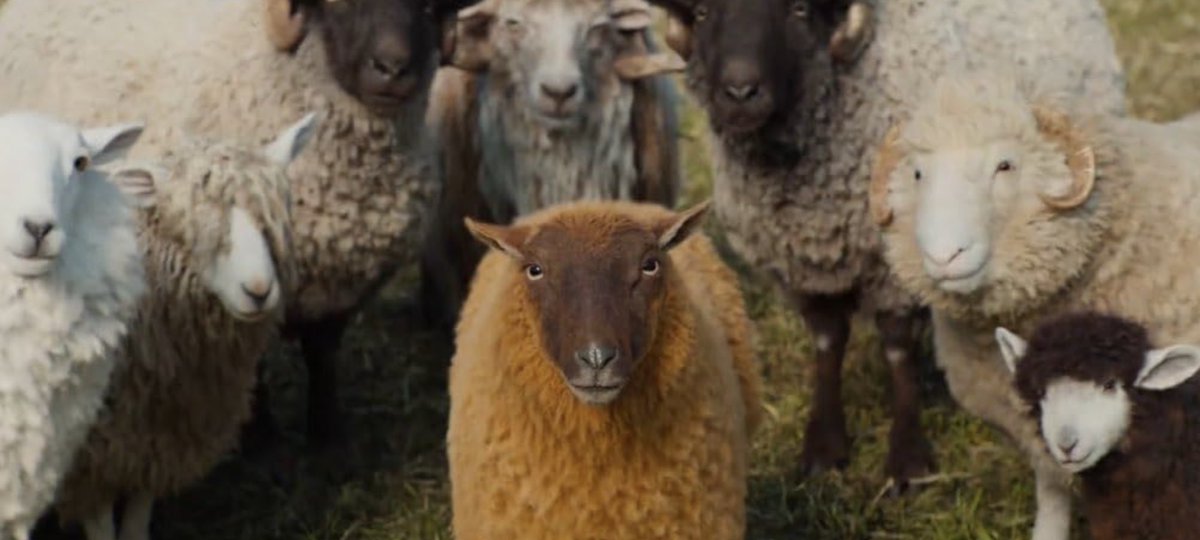 Easy_DyQim's tweet photo. The Sheep Detectives (2026)

⭐️⭐️⭐️⭐️⭐️💯
Recommend 👍🏻
*Best!

A shepherd reads aloud a murder mystery, pretending his sheep can understand. When he is found dead, the sheep realize at once that it was a murder 🍿
#RekomenByDy #donewatching #PrimeVideo #MovieReview #movietwit https://t.co/v1JtuqPDuU