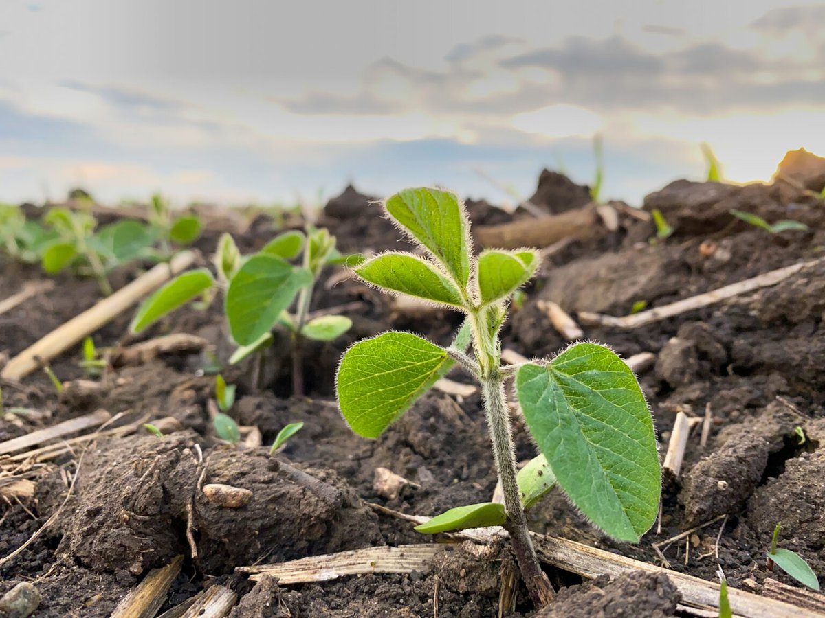 missourisoybean's tweet photo. A soybean field can look excellent in July and still be losing yield.

Heat, moisture swings and warm nights all influence pod retention during reproductive growth.

Read more: https://t.co/ztlNBGGj71

#Soybeans #AgWeather https://t.co/zhODPW1sJb