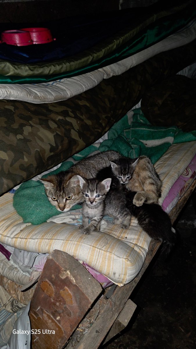 Xenta777's tweet photo. Friends, I know I've been asking for your help a lot lately
You won't believe it, but there's another mama cat with 3 little kittens at my son's military unit
The good news is that my son found a shelter in Makariv and tomorrow he will take this little family there himself
I'd love to send this little family off with a proper kitty dowry and help the shelter that opened its doors to them
If you'd like to join me, please DM me🙏