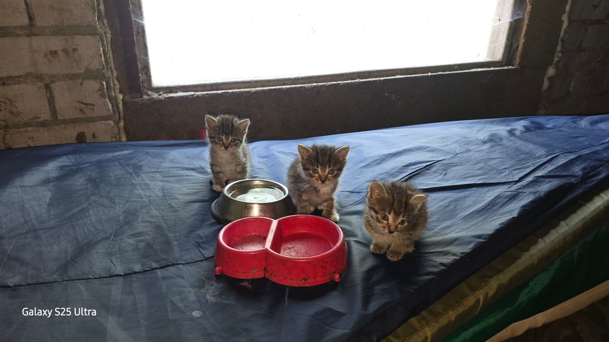 Xenta777's tweet photo. Friends, I know I've been asking for your help a lot lately
You won't believe it, but there's another mama cat with 3 little kittens at my son's military unit
The good news is that my son found a shelter in Makariv and tomorrow he will take this little family there himself
I'd love to send this little family off with a proper kitty dowry and help the shelter that opened its doors to them
If you'd like to join me, please DM me🙏