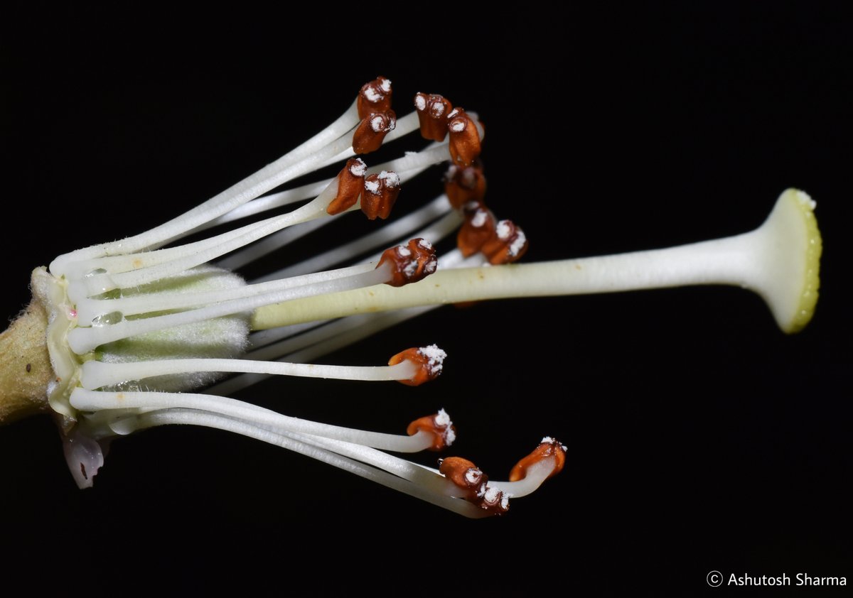 Ashutosh_05sn's tweet photo. Raceme inflorescence of this sp. have 20-30 flowers, bell shaped, drooping, fleshy, pale creamy white with a purple basal blotch and nectar-pouches.

From moist temperate forests 2400-4200 metre elevation flowering mostly in April.

#rhododendron #lamTaxonomist #Botany #Ericaceae https://t.co/5P96xrvqXV
