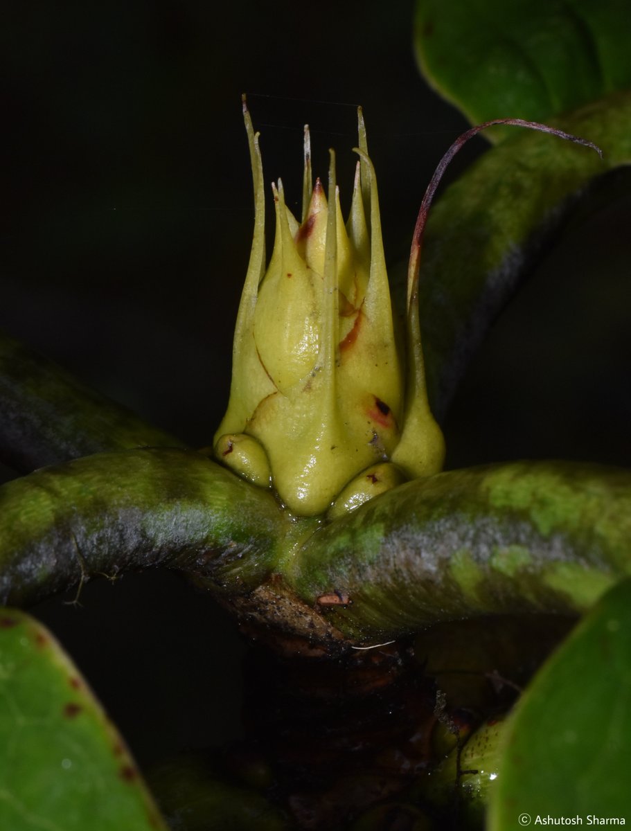 Ashutosh_05sn's tweet photo. Raceme inflorescence of this sp. have 20-30 flowers, bell shaped, drooping, fleshy, pale creamy white with a purple basal blotch and nectar-pouches.

From moist temperate forests 2400-4200 metre elevation flowering mostly in April.

#rhododendron #lamTaxonomist #Botany #Ericaceae https://t.co/5P96xrvqXV