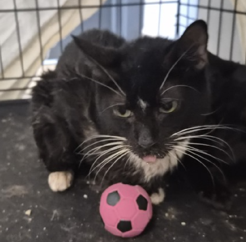 JLthekid9999's tweet photo. 🆘🆘 ELOISE (ID 257991), 1 YO, MALE –  IN MANHATTAN ACC - came into the shelter as an agency on 6/24/2026.    🆘🆘 😿 😿 😿 😿

➡️TBD 7/4/26

➡️ ONLY A BABY – JUST BEGINNING LIFE

➡️ MEDICAL PRIORITY – NEEDS MORE CARE AND ATTENTION THAN THE SHELTER CAN PROVIDE – 😱😱😱

➡️ TOO LOW ON PLEDGES TO STIMULATE RESCUE INTEREST

➡️ 🆘🆘  3RD Chance on Emergency Placement List – NO ROOM IN SHELTER – WILL NOT BE GIVEN MUCH MORE TIME – VERY HIGH EU/SILENT KILL RISK– 🆘🆘 😱🔥🔥😱

➡️ 9 DAYS IN SHELTER – TOO LONG – TIME IS RUNNING OUT

➡️ ELOISE IS ON THE EPL FOR MEDICAL REASONS -He has very painful gum disease, and he gets agitated if you go near his mouth. He is eating some canned food, but he is underweight and unthrifty. He may need full-mouth, teeth extractions and anti-inflammatory medications. He needs care and attention that we cannot provide. EATING ISSUES ARE A DEATH SENTENCE IN SHELTER. This evaluation/diagnosis means that ELOISE will be given very little time for rescue/foster/adoption.🔥🔥🔥🔥

Eloise tolerates attention and petting but appears fearful or stressed in the shelter. He may be a little more independent, and may need time to warm up to his new home. ❤️ 😻❤️ 😻❤️ 😻

NEEDS OUT OF SHELTER ASAP –

Please RT or pledge, if you can, to save this little one.

@AdamsPaulGrimke
@mehser12

💔😿🙏Thank you