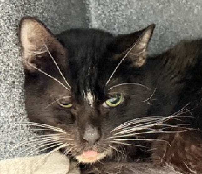JLthekid9999's tweet photo. 🆘🆘 ELOISE (ID 257991), 1 YO, MALE –  IN MANHATTAN ACC - came into the shelter as an agency on 6/24/2026.    🆘🆘 😿 😿 😿 😿

➡️TBD 7/4/26

➡️ ONLY A BABY – JUST BEGINNING LIFE

➡️ MEDICAL PRIORITY – NEEDS MORE CARE AND ATTENTION THAN THE SHELTER CAN PROVIDE – 😱😱😱

➡️ TOO LOW ON PLEDGES TO STIMULATE RESCUE INTEREST

➡️ 🆘🆘  3RD Chance on Emergency Placement List – NO ROOM IN SHELTER – WILL NOT BE GIVEN MUCH MORE TIME – VERY HIGH EU/SILENT KILL RISK– 🆘🆘 😱🔥🔥😱

➡️ 9 DAYS IN SHELTER – TOO LONG – TIME IS RUNNING OUT

➡️ ELOISE IS ON THE EPL FOR MEDICAL REASONS -He has very painful gum disease, and he gets agitated if you go near his mouth. He is eating some canned food, but he is underweight and unthrifty. He may need full-mouth, teeth extractions and anti-inflammatory medications. He needs care and attention that we cannot provide. EATING ISSUES ARE A DEATH SENTENCE IN SHELTER. This evaluation/diagnosis means that ELOISE will be given very little time for rescue/foster/adoption.🔥🔥🔥🔥

Eloise tolerates attention and petting but appears fearful or stressed in the shelter. He may be a little more independent, and may need time to warm up to his new home. ❤️ 😻❤️ 😻❤️ 😻

NEEDS OUT OF SHELTER ASAP –

Please RT or pledge, if you can, to save this little one.

@AdamsPaulGrimke
@mehser12

💔😿🙏Thank you