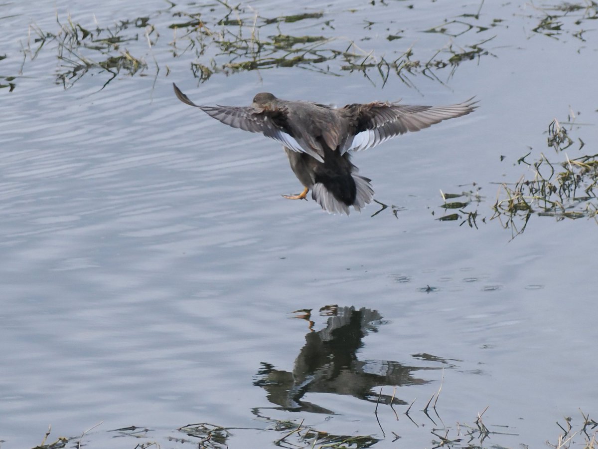 toripasha's tweet photo. オカヨシガモ 2026年1月, 公園にて
#写真 #野鳥写真 #野鳥 #カメラ #om1markii #マイクロフォーサーズ #ミラーレス #om写真投稿 #om野鳥写真 #wildbirds #bird_watching #オカヨシガモ #鴨 #丘葦鴨 #gadwall #anas_strepera https://t.co/uw1hycQToJ