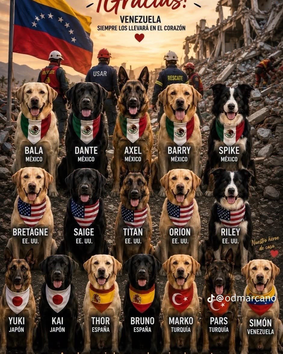 VigiaCiudadano7's tweet photo. En medio del dolor, cuando todo parecía perdido, llegaron ellos… sin preguntar de dónde era cada persona, sin importar el cansancio ni el peligro. Solo siguieron su instinto y su misión: salvar vidas.

Hoy queremos rendir homenaje a todos los perros rescatistas y a sus entrenadores, que viajaron desde distintos países para tender una mano a Venezuela tras el terremoto. También a nuestro valiente perrito venezolano, que junto a ellos demostró que el amor, la solidaridad y la esperanza no conocen fronteras.

Cada ladrido fue una señal de esperanza. Cada rescate fue un milagro. Detrás de cada vida encontrada hubo horas de trabajo, valentía y un vínculo extraordinario entre un rescatista y su compañero de cuatro patas.

A todos ustedes… ¡GRACIAS! Gracias por abrazar a Venezuela en uno de sus momentos más difíciles. Su entrega quedará grabada para siempre en el corazón de nuestro pueblo.

Que Dios bendiga a cada uno de estos héroes de cuatro patas, a sus guías y a todos los equipos de rescate que demostraron que la humanidad sigue viva cuando más se necesita.

🇻🇪 Venezuela jamás olvidará su nobleza, su valentía y el amor con el que salvaron tantas vidas. ❤️🐾

#Venezuelaue #FuerzaVenezuela #HéroesDeCuatroPatas #PerrosRescatistas #Rescate