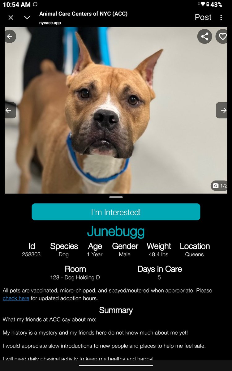 CharBolen's tweet photo. JUNEBUGG 🩵#258303 1yr Boy 🩵 Nycacc
Meet this beautiful puppy new at Queens Acc
This puppy was abandoned and in great need
of a loving permanent home! He needs love
and a great place to grow up in! He will be
playful and have lots of energy!
#Adopt #Foster#Pledge
HOME ♥️🏡 https://t.co/YD4GQWOpsu