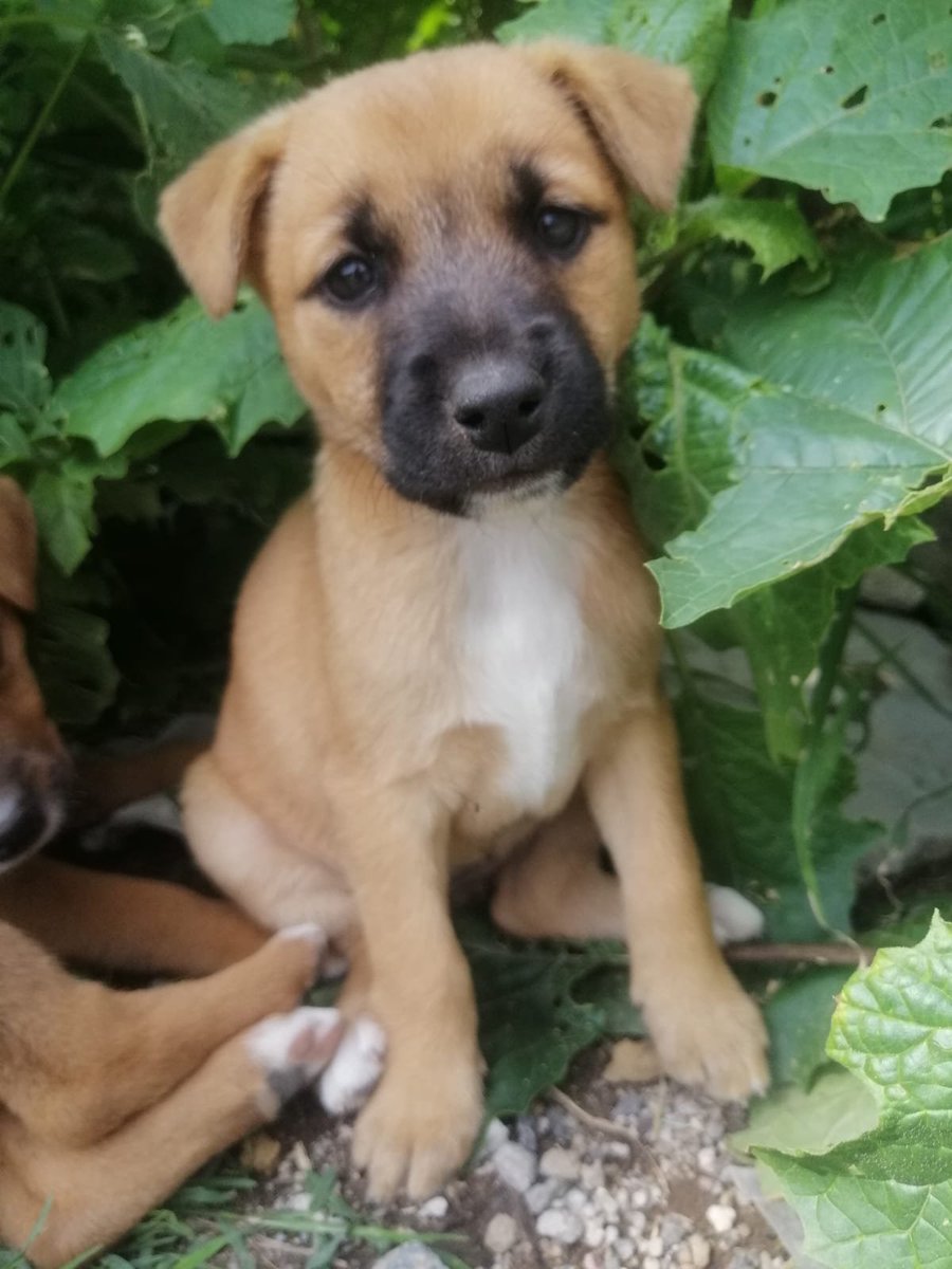 Ari_Arciniega6's tweet photo. Su carita de angustia , subsistian en 1 matorral , pensé eran 4 y salió 1 mas de ahi, pedimos a Ustedes su apoyo para adquirir lo Necesario para ellos Alguien que pueda donar Croquetas cachorro , 1 🏠 1 cobija
Lo agradeceremos pues son tiempos de frío y ellos lo padecen mucho😔 https://t.co/aqPi8zk4QU