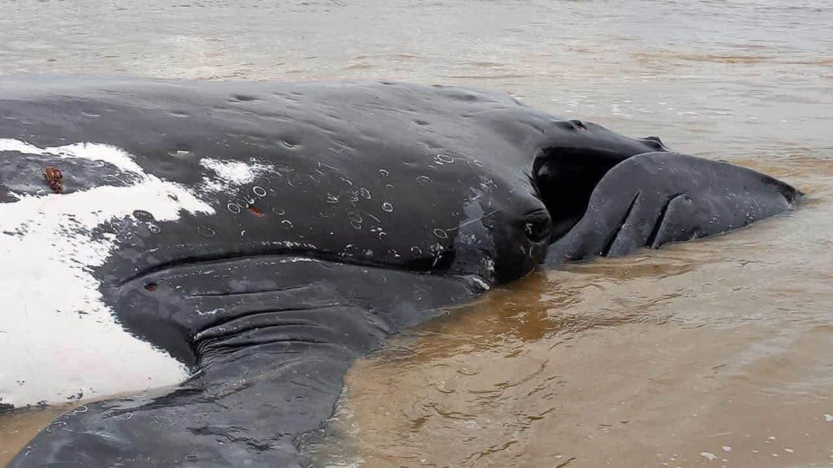HadassaKena's tweet photo. 📸: Une baleine a été retrouvée coincée sur une plage à Muanda, au Kongo Central.

À noter que c’est un événement rare dans cette région. Personne ne sait encore pourquoi elle s'est retrouvée là. https://t.co/Gip3LftDUX