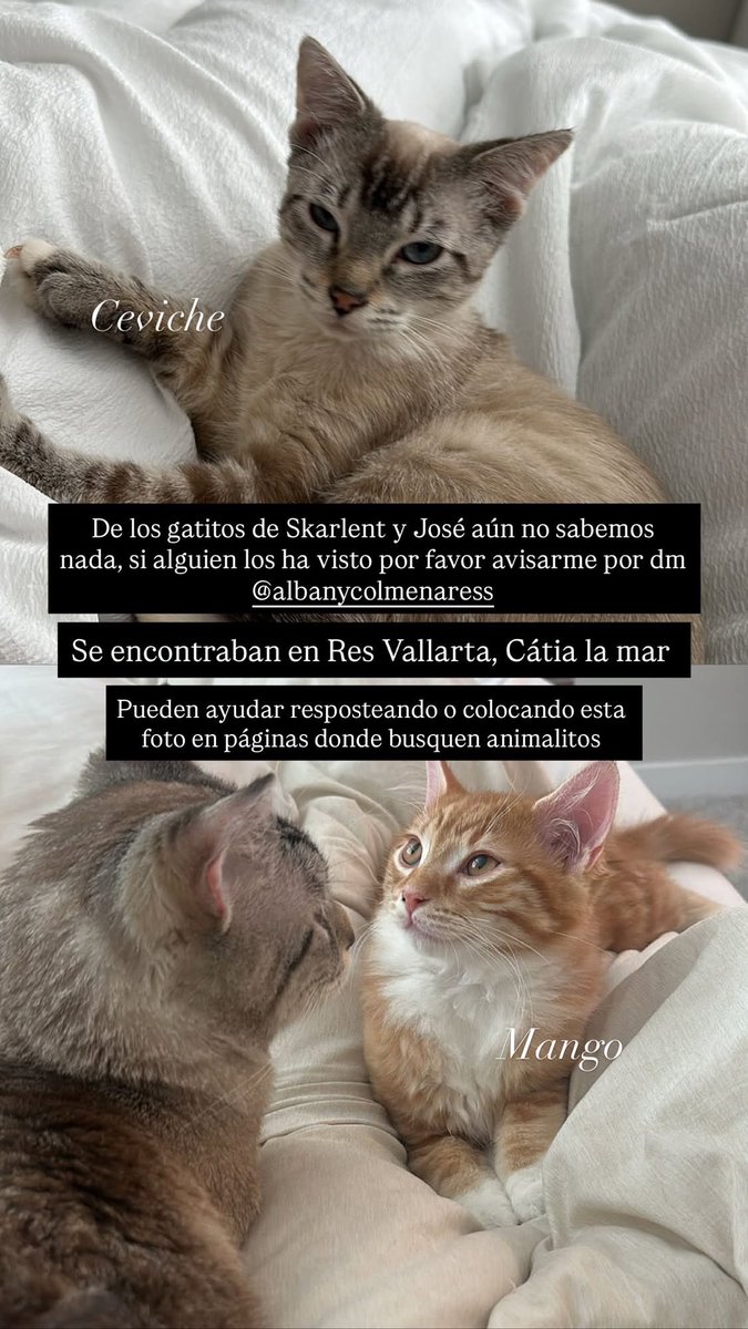 mamicrlds's tweet photo. Cualquier información también me pueden escribir a mí 💬
#catialamar
#guaira
#perdidos
#gatosdesaparecidos
#Venezuela https://t.co/LXgZCUtDgj