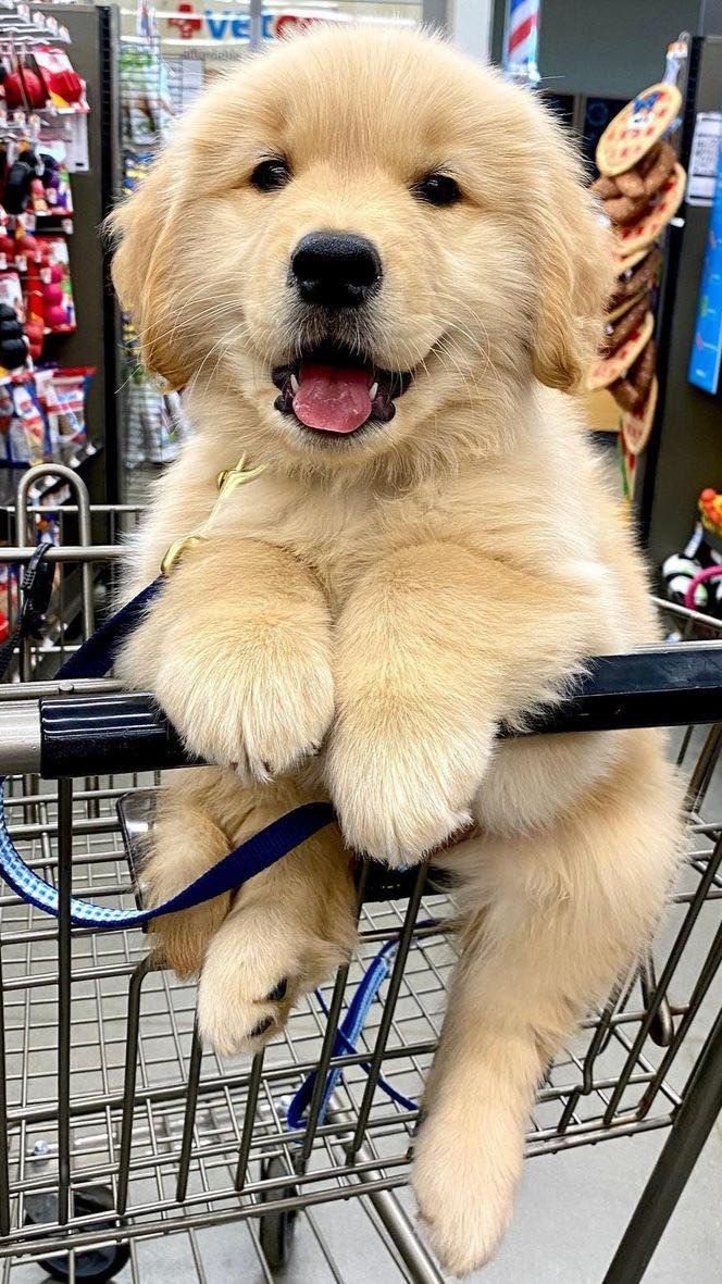 puppies_video's tweet photo. What a cuteness...? https://t.co/lFLqNbqYOd