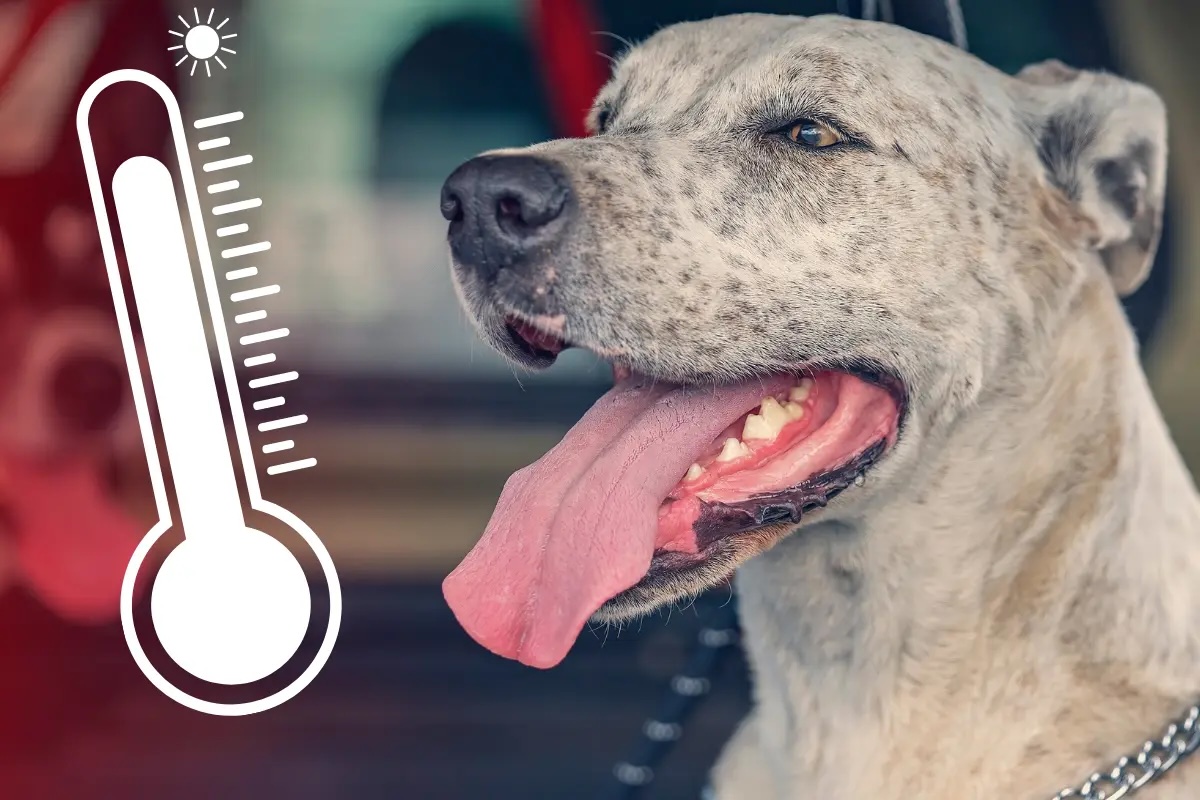 FoAorg's tweet photo. Extreme heat can turn deadly in minutes for our beloved dogs. They rely on us to keep them safe. First off, it’s summer, so don’t take your dog on a shopping spree and leave them in a car. Read about some other simple precautions here: https://t.co/k3rKLOcwAA https://t.co/nn0276hAFa