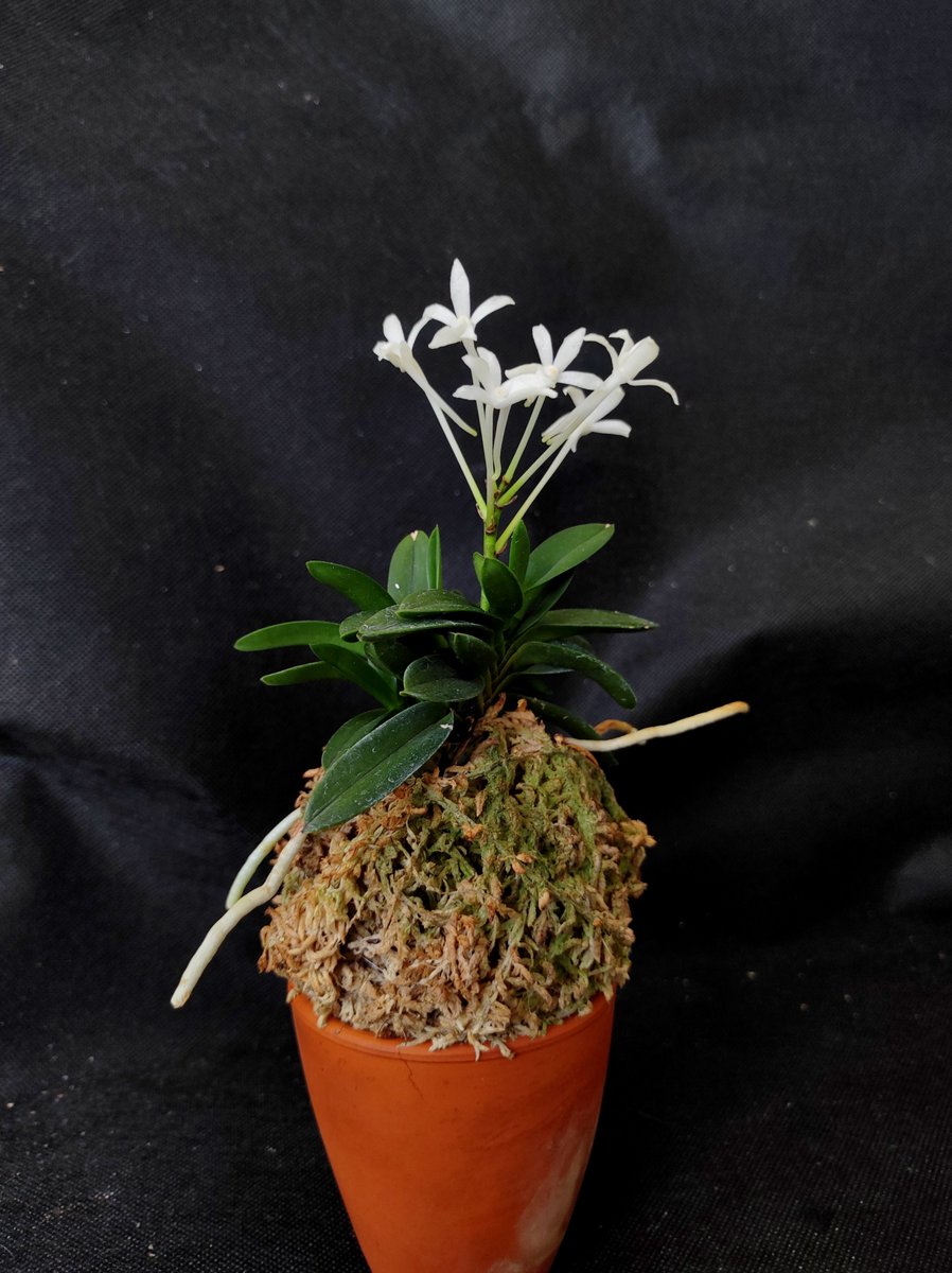 Bhyshma's tweet photo. Neofinetia falcata 'Yodonomatsu' 淀の松
Безпроблемна і ох��ча на цвітіння.
#orhid #neofinetia #neofinetiafalcata #neofinetiafalcatayodonomatsu #淀の松 https://t.co/P7FQBVcvdh