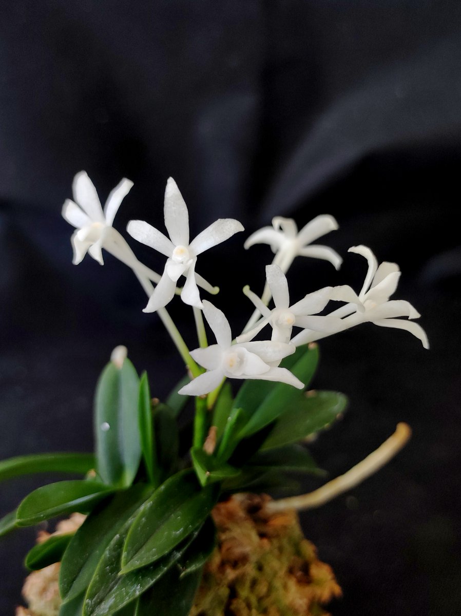 Bhyshma's tweet photo. Neofinetia falcata 'Yodonomatsu' 淀の松
Безпроблемна і ох��ча на цвітіння.
#orhid #neofinetia #neofinetiafalcata #neofinetiafalcatayodonomatsu #淀の松 https://t.co/P7FQBVcvdh