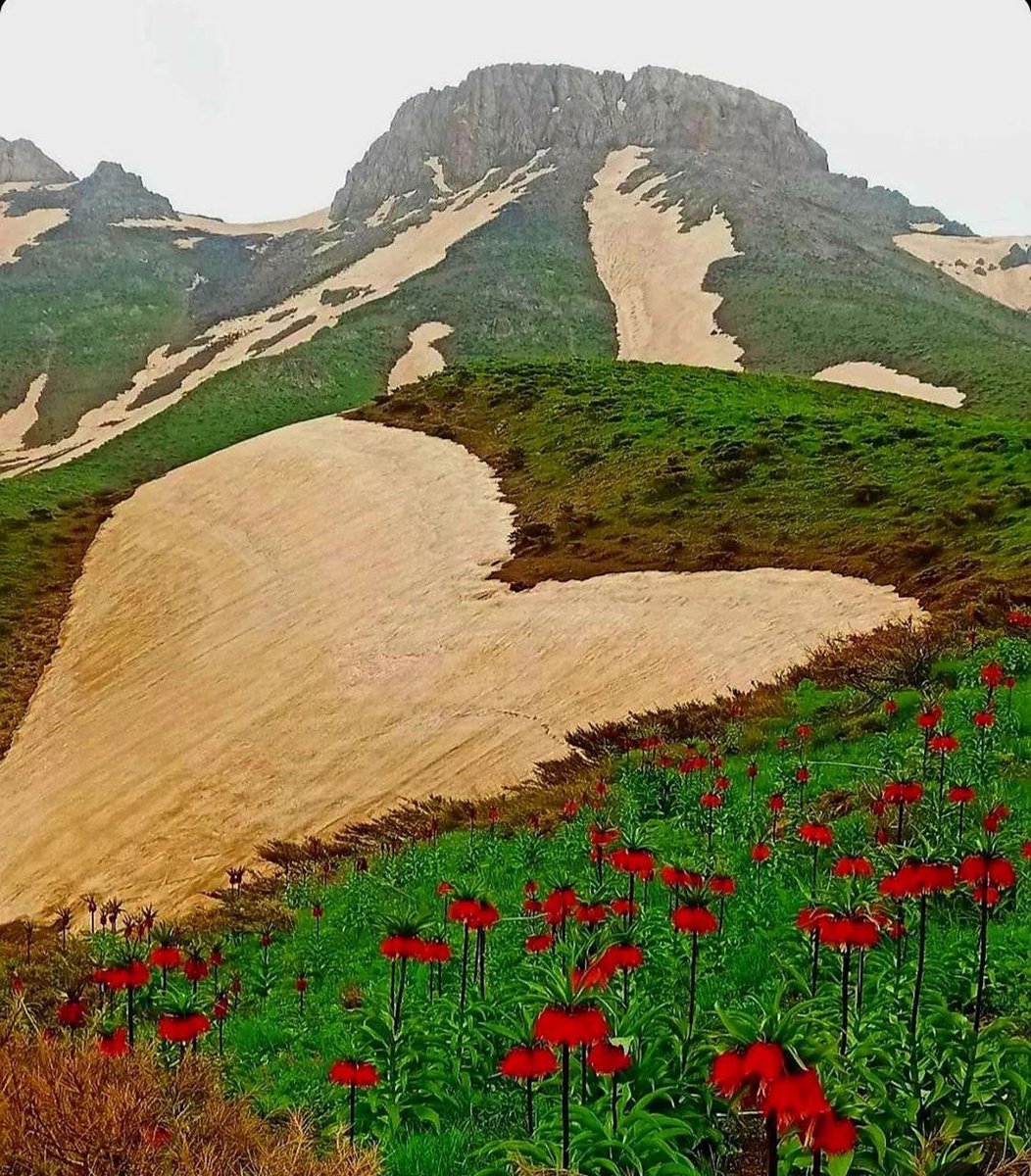 arî tweet media