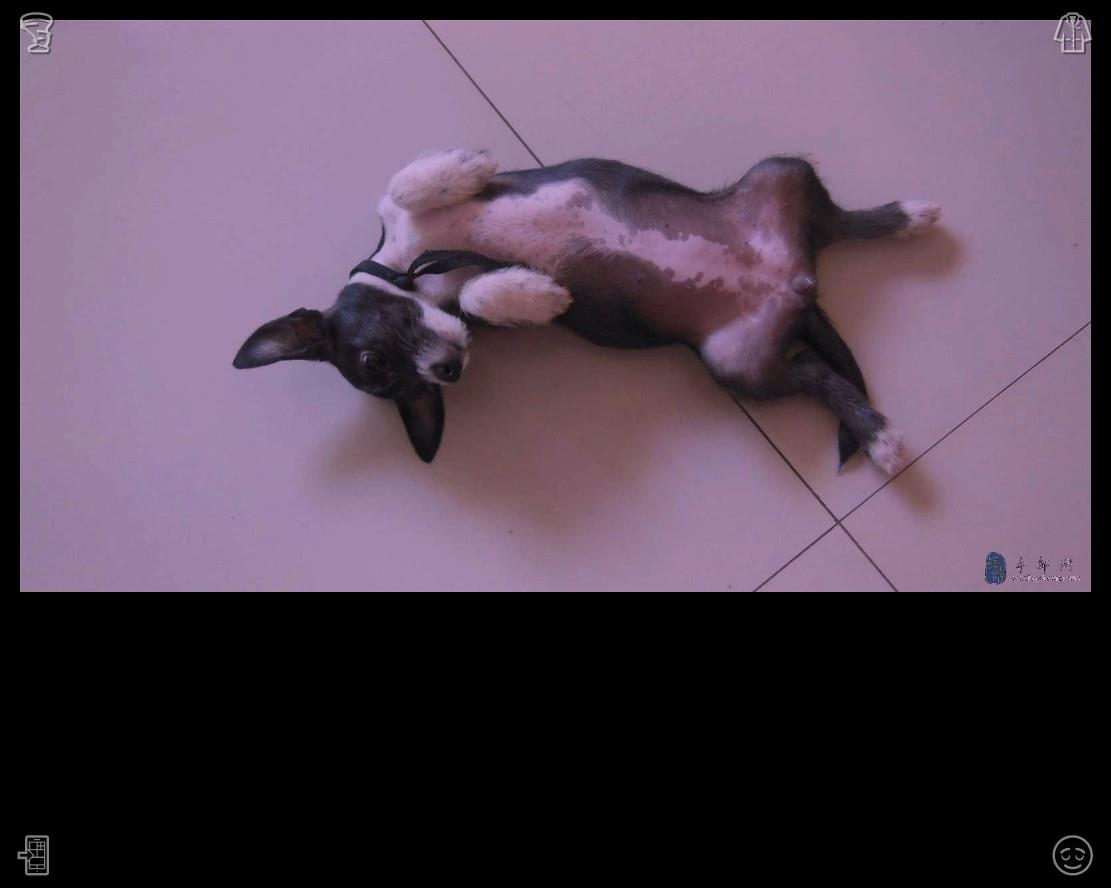VickyToty_'s tweet photo. 小猫们依偎在人的手臂上休息，显得既柔软又亲昵。在忙碌的生活中，这种��松琐碎的时刻是最珍贵的治愈时光。🥨鸟儿栖息在树枝上 https://t.co/OE6AB9GJWg