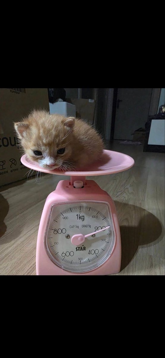 dirkkiscool's tweet photo. Meme szn is here, cats are here to stay.
Potato is the only cat of them all that’s real, has lore, and can be something huge has the creator us onboarded and willing to go as far as making a shelter for more homeless cats. 

Cute kitty and not an ai generated one like all the others. 

🥔🥔