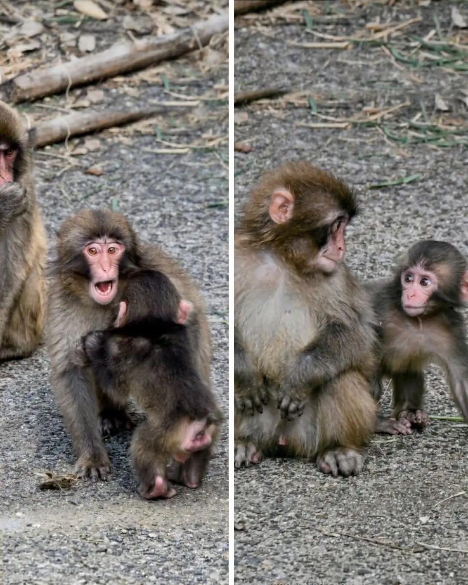 Petswithaura's tweet photo. baby: punch bro can we go and play 

punch: no ur mom will get angry to me 

baby : pls brooo plsss https://t.co/Hvr3iv4sFM
