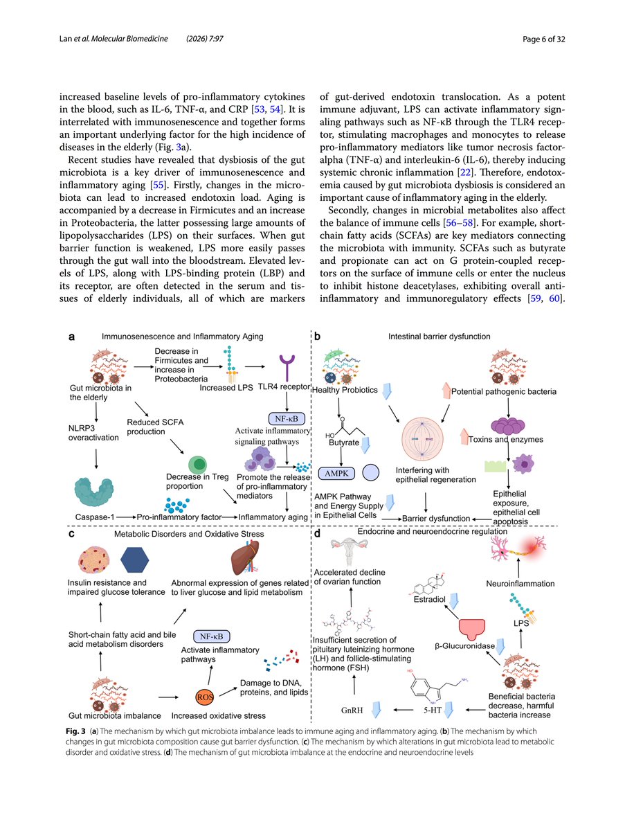 club_gut's tweet photo. @TeamPolyvalan New Review:
'Gut microbiota and aging: current understanding and future perspectives'
https://t.co/tbtrVSCR0k https://t.co/POCy6kRRPZ
