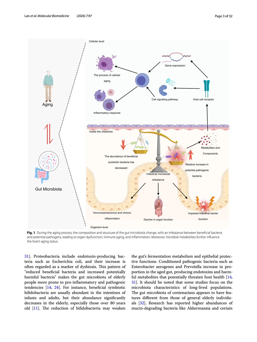 club_gut's tweet photo. @TeamPolyvalan New Review:
'Gut microbiota and aging: current understanding and future perspectives'
https://t.co/tbtrVSCR0k https://t.co/POCy6kRRPZ