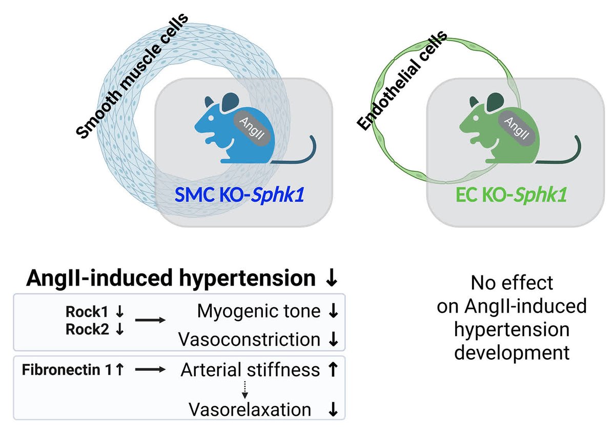 Hypertension tweet media
