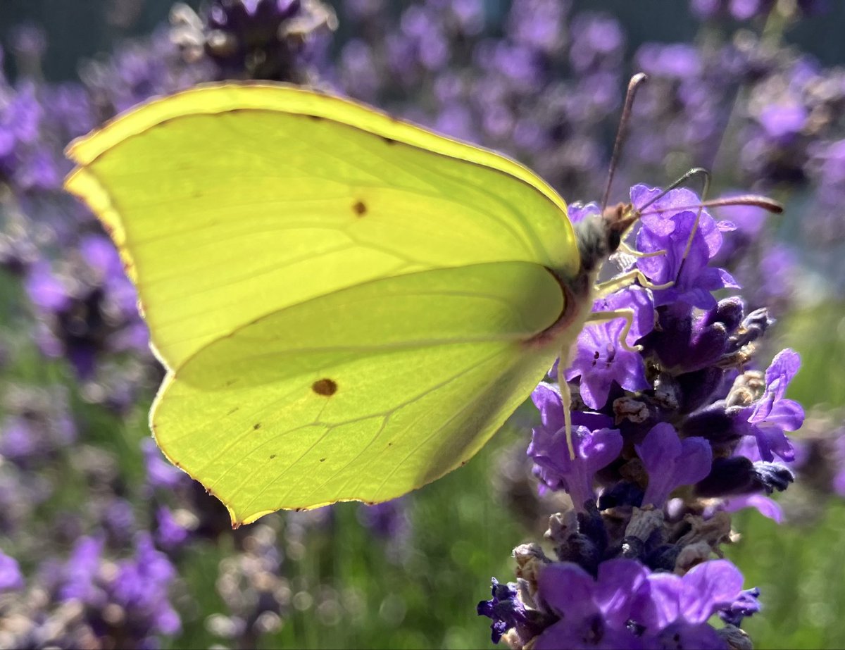 BeautifulGarde1's tweet photo. Citroenvlinder 🦋 https://t.co/Km3KbnL5t2