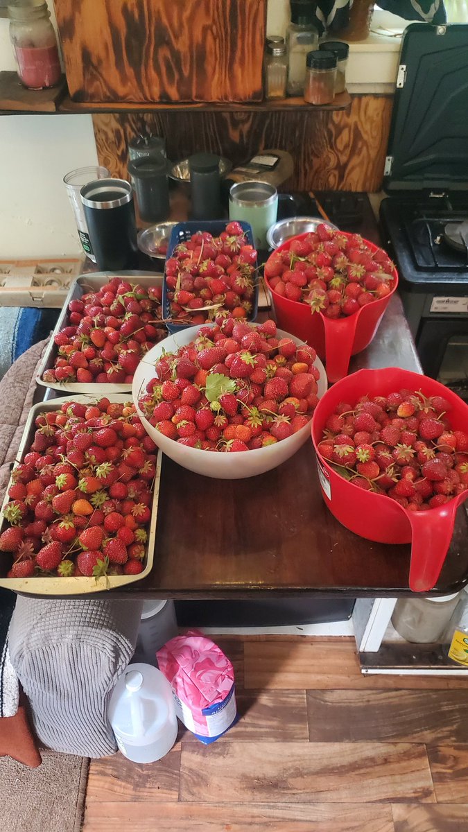 kurulife's tweet photo. Woohoo Strawberries! Time to pick and process as much as possible before the birds get em all. https://t.co/aP0hGD2qkd