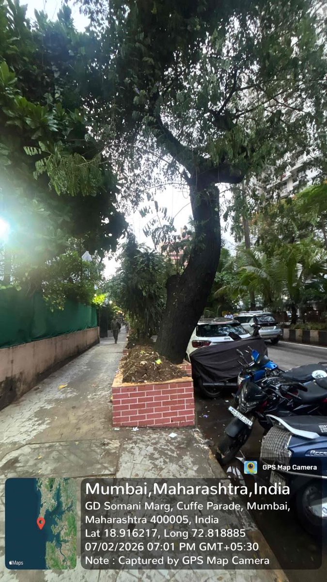Sameer_MNS's tweet photo. @mybmc @mybmcWardA This tree is about to fall. Take necessary steps at the earliest. @richapintoi @mashrujeet @AmeetSatam @TawdeRitu . Please note that I shall hold @AshwiniBhide responsible in case any mishap happens if this is not acted upon. https://t.co/AylAryZ7tC