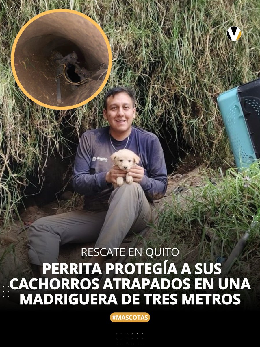revistavistazo's tweet photo. ⛑️🐾 El equipo de rescate acudió al sector tras recibir la alerta comunitaria. La madre y sus crías se encuentran a salvo bajo observación veterinaria. Conoce más detalles ▶️ https://t.co/nI1yAAFsMZ https://t.co/BXp1IpZRdD