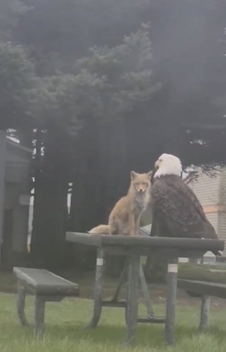 DietrichMooller's tweet photo. Fox: “Then I saw three hobbits sleeping outdoors under a tree. Three of them! I said to myself that there’s something mighty queer about this.”

Eagle: “Signs and portents” https://t.co/gM2JlTYlFY