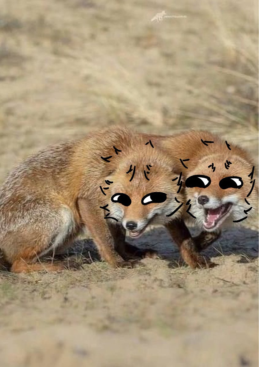 thecatidk's tweet photo. 2 interact foxes #fox #animal #art https://t.co/0mmOV3PgZ0