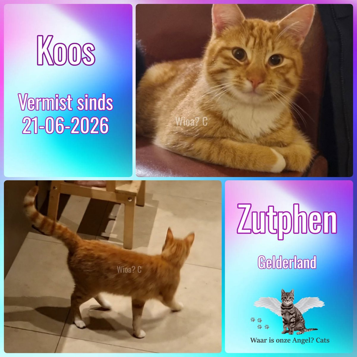 waarisonzeangel's tweet photo. Koos #Vermist sinds 21-06-2026 te #Zutphen #Gelderland 

https://t.co/DspJh9QJ8S https://t.co/2chq6xWUb4