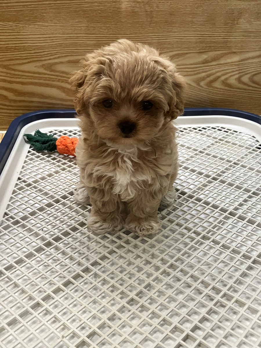 willboodward's tweet photo. look at my puppy she’s 1 popcorn big https://t.co/pqODUiZ7vu