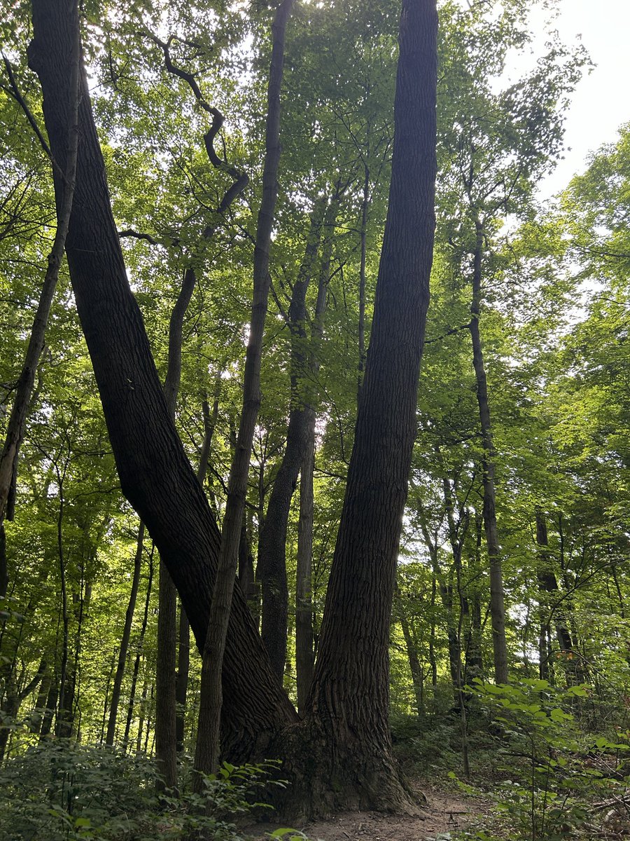 LillyPaddu's tweet photo. Photos from the hike yesterday! :D https://t.co/P291Axy46t