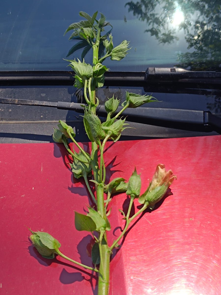 basilise's tweet photo. #Lanovia_Extra_Long_Staple_Variety_Gossypium_Barbadense https://t.co/tpp0lDTsWV